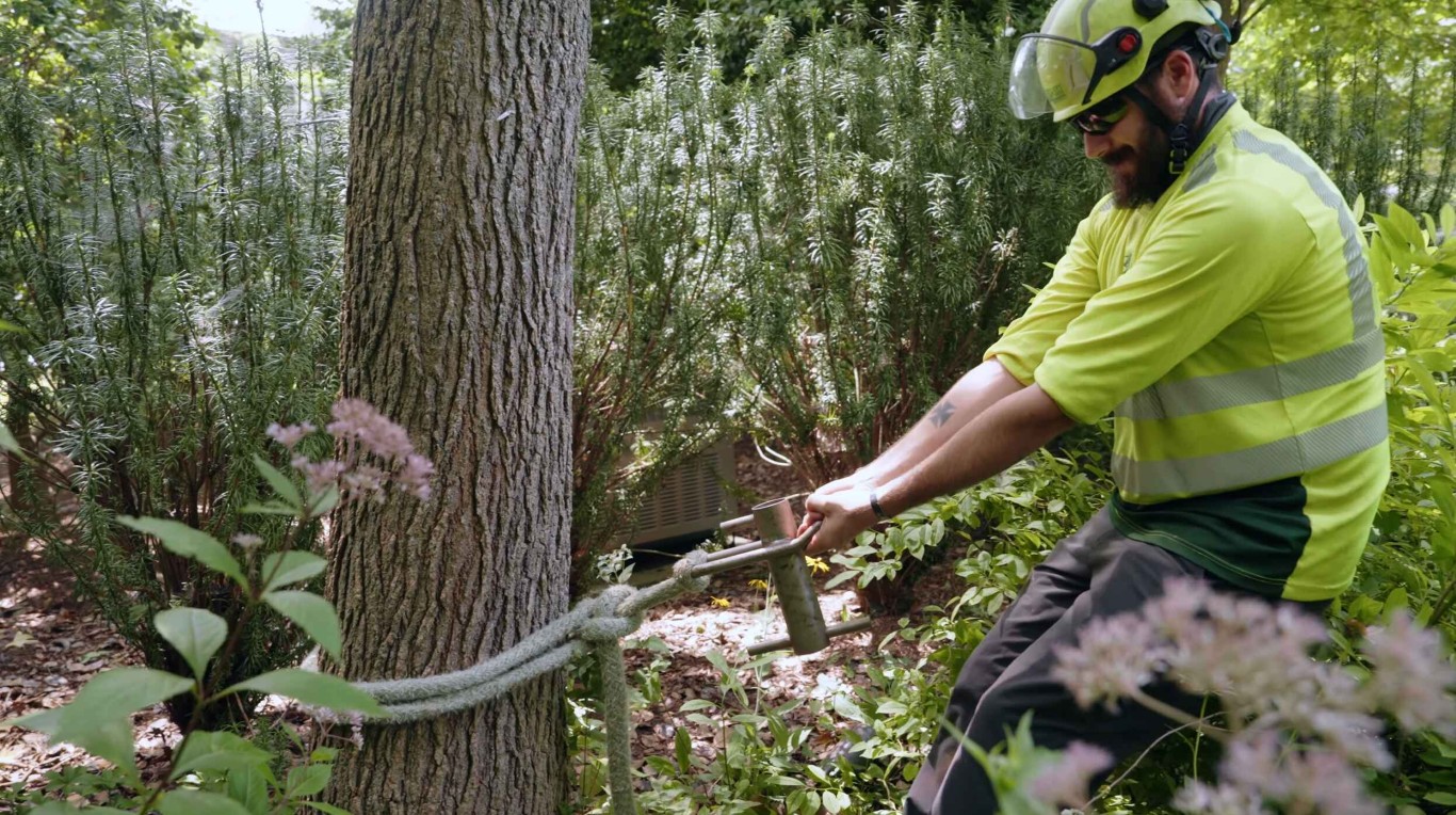 Arborist Consulting service in Mansfield, TX